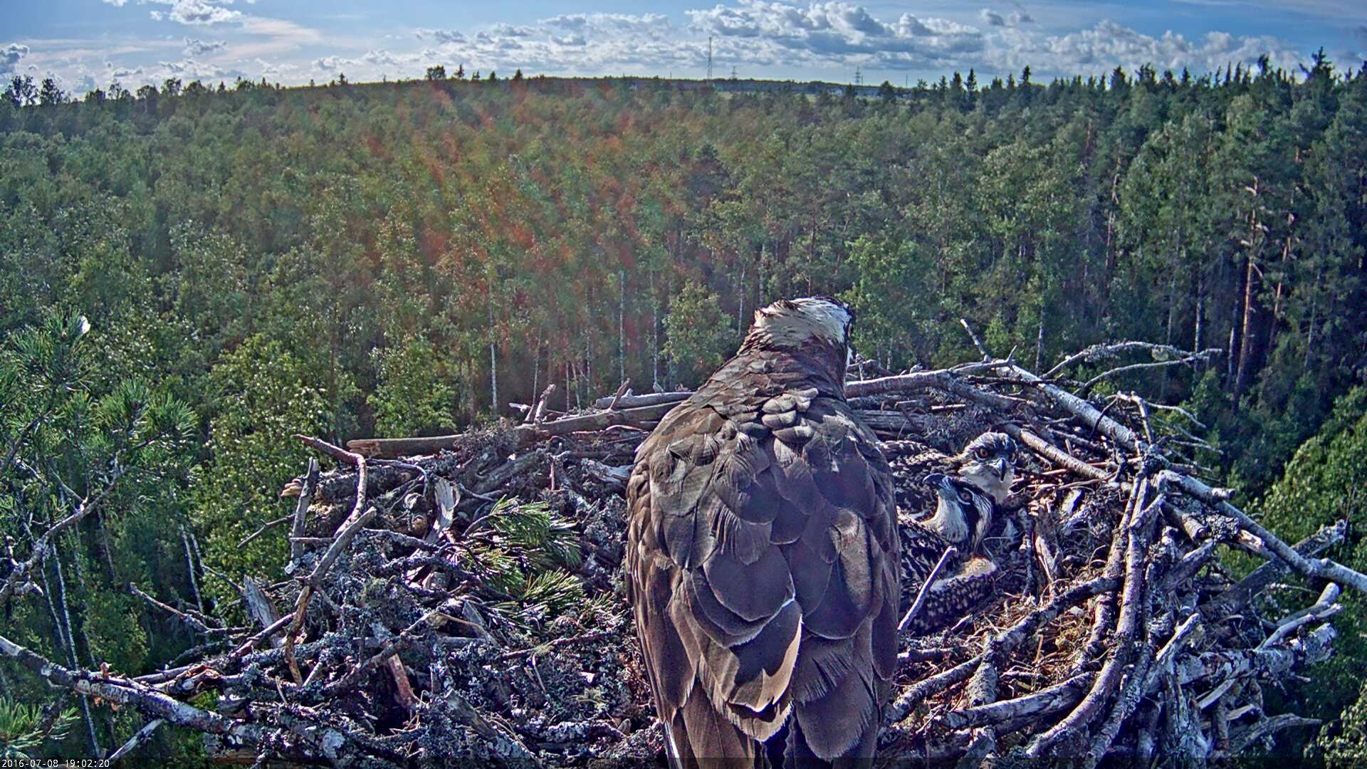 Estonian Osprey Nest Mai & Mati 2016 Kalakotkas-2016-07-08-19-02