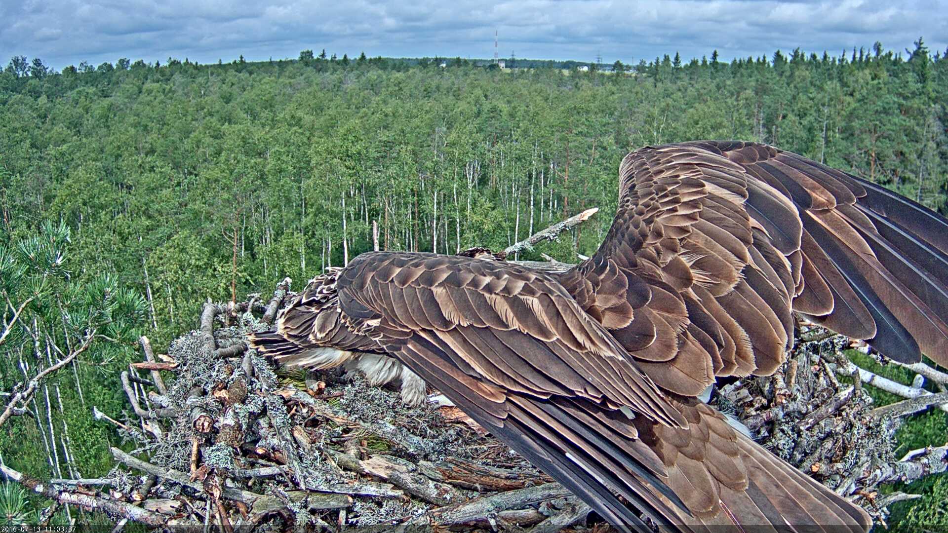 Estonian Osprey Nest Mai & Mati 2016 Kalakotkas-2016-07-13-11-03