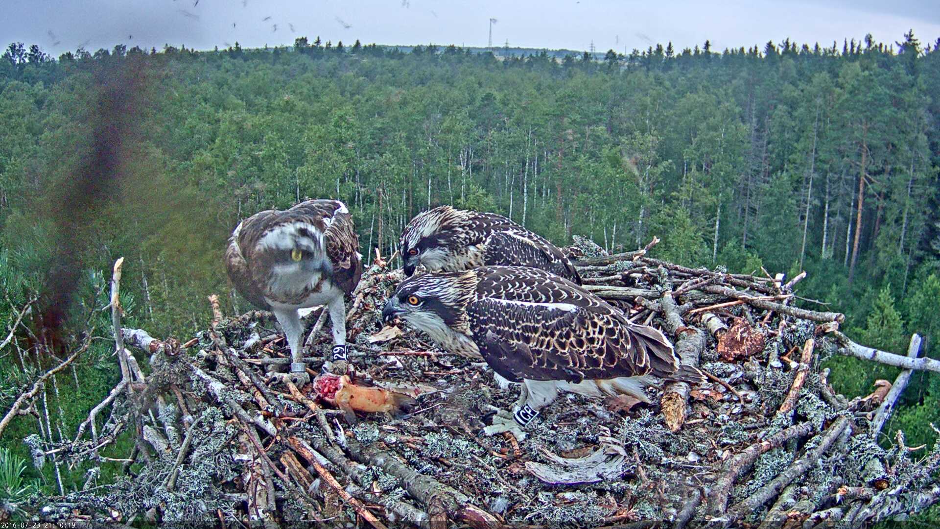 Estonian Osprey Nest Mai & Mati 2016 - Page 2 Kalakotkas-2016-07-23-21-10