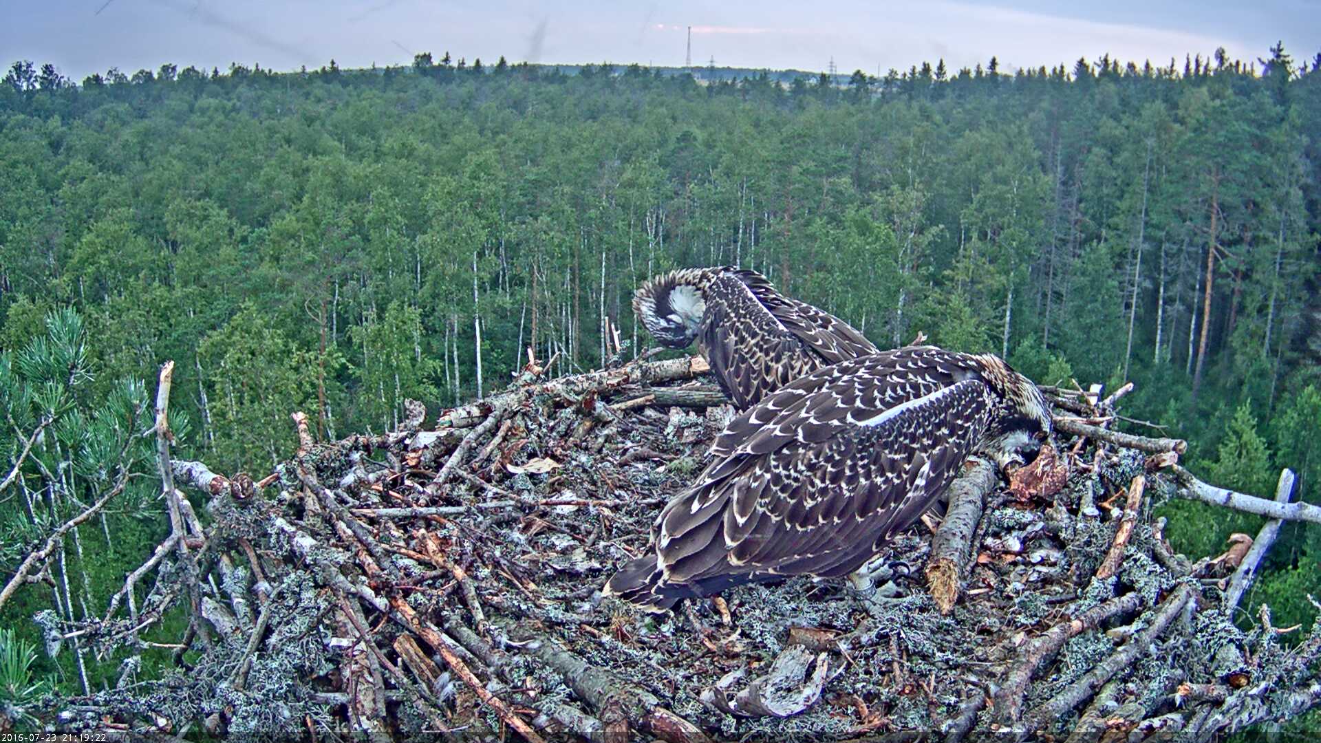 Estonian Osprey Nest Mai & Mati 2016 - Page 2 Kalakotkas-2016-07-23-21-19