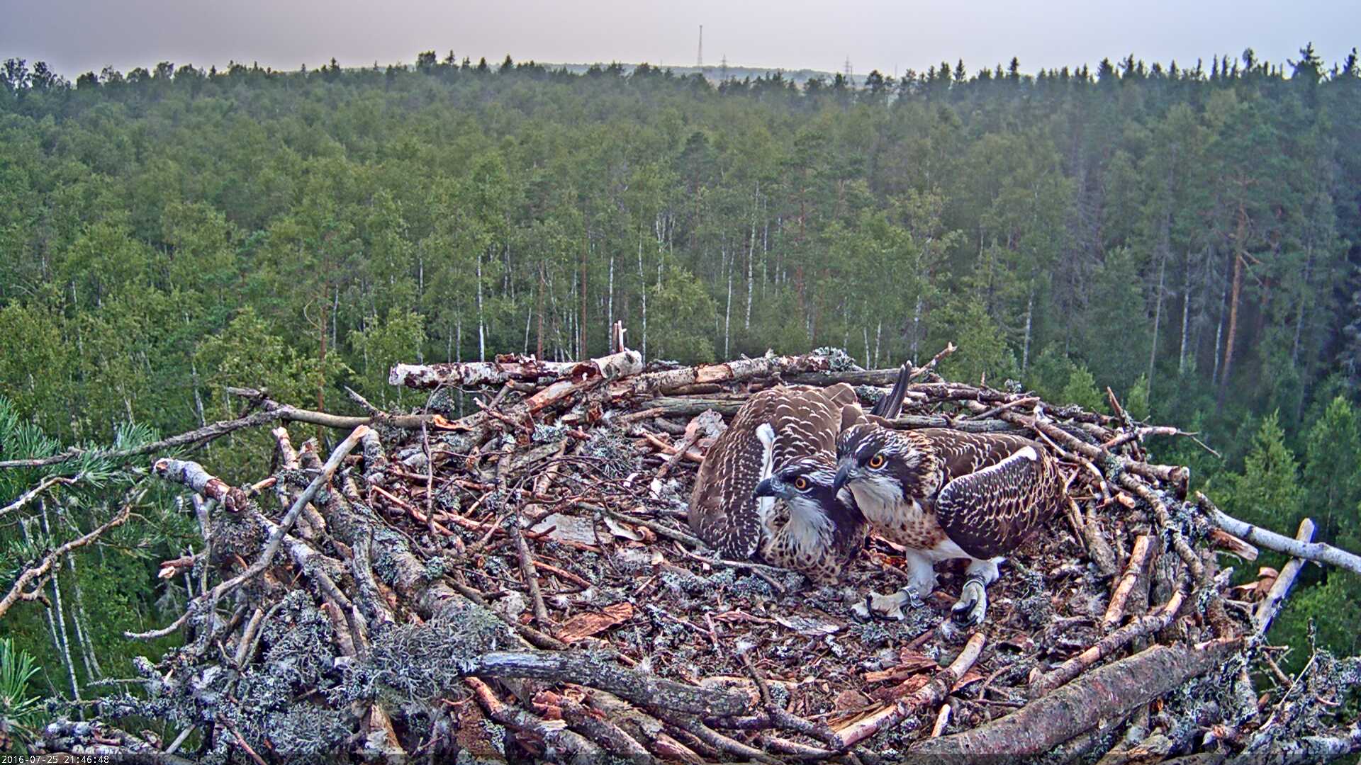 Estonian Osprey Nest Mai & Mati 2016 - Page 2 Kalakotkas-2016-07-25-21-46