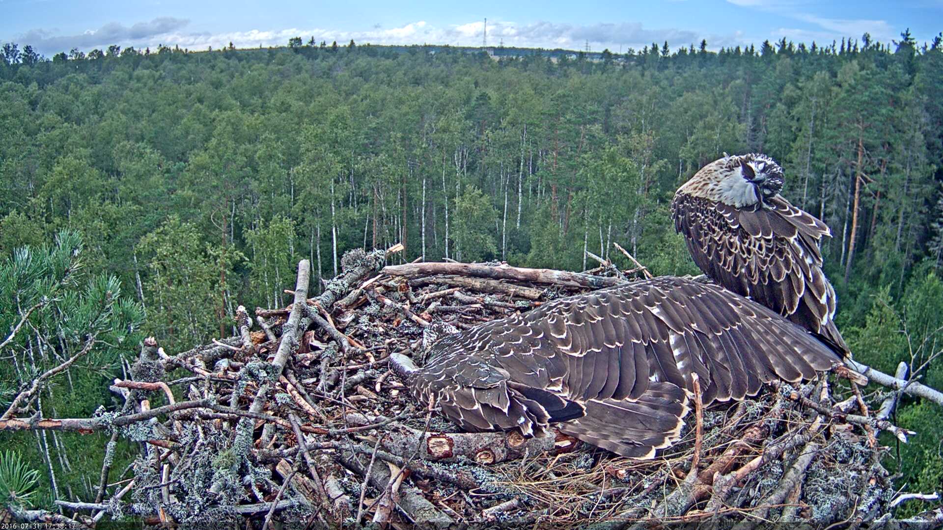 Estonian Osprey Nest Mai & Mati 2016 - Page 2 Kalakotkas-2016-07-31-17-38