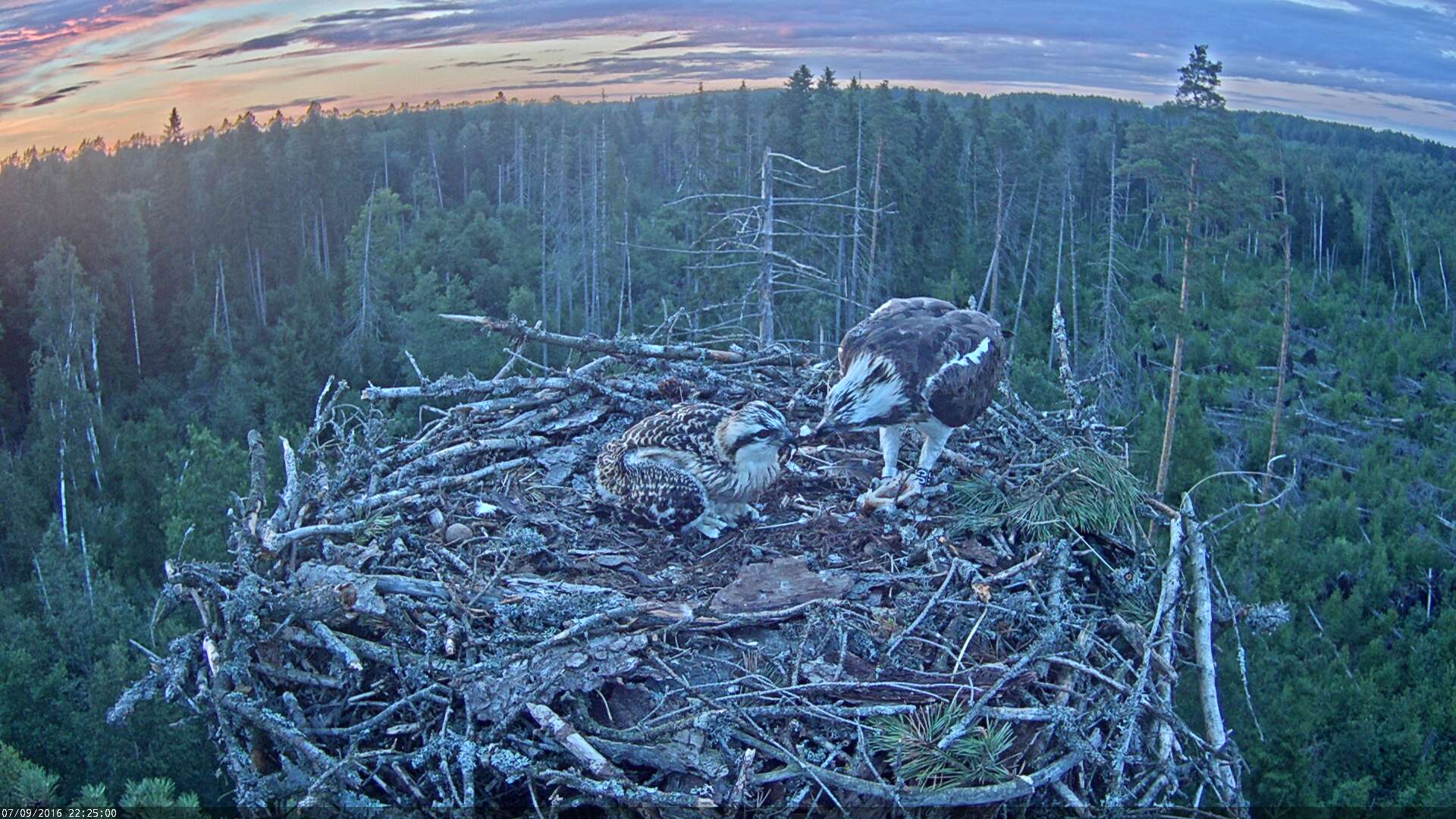 Estonian Osprey Nest ~Irma & Ivo~ 2016 Kalakotkas2-2016-07-09-22-25