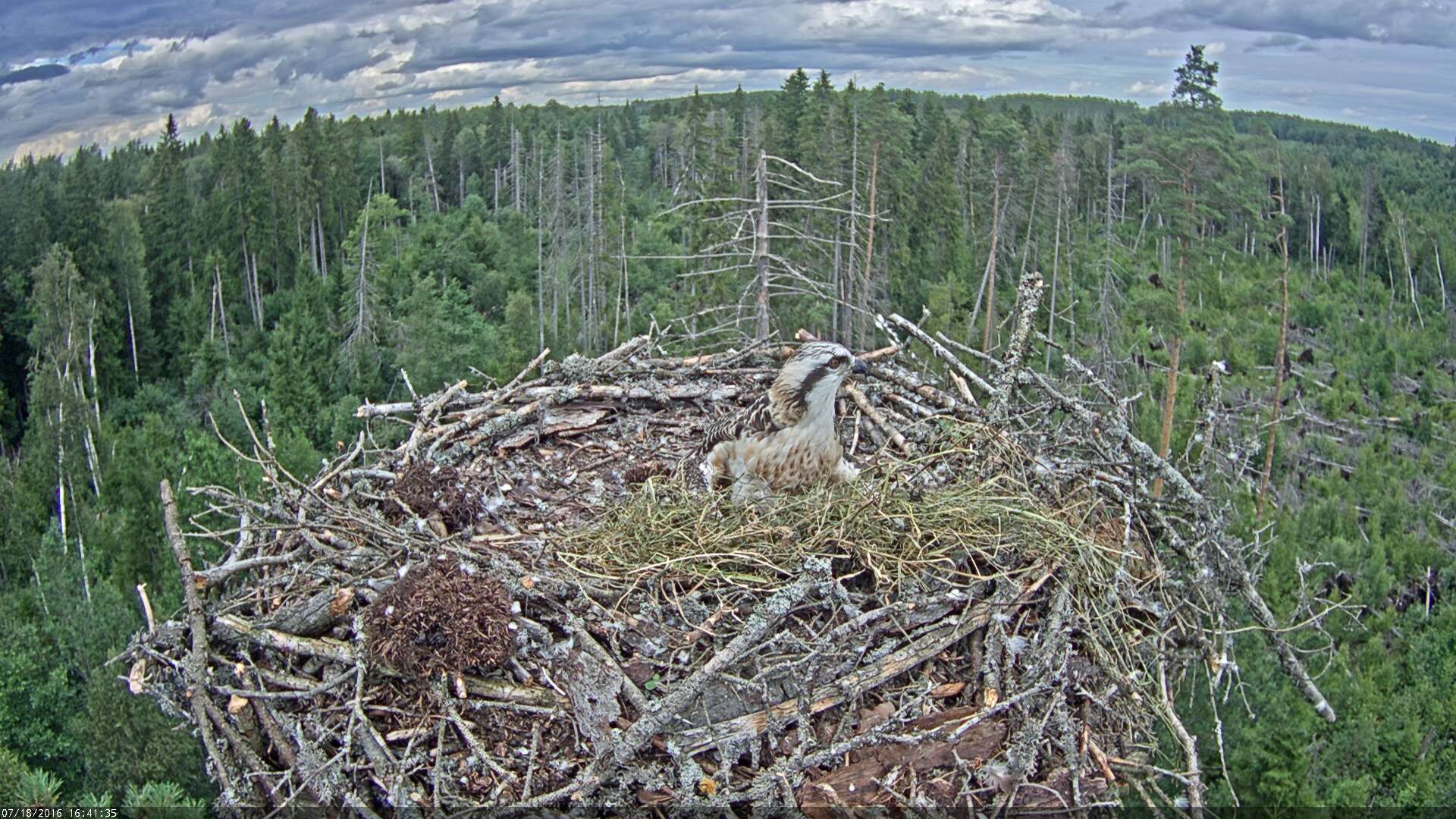 Estonian Osprey Nest ~Irma & Ivo~ 2016 Kalakotkas2-2016-07-18-16-41