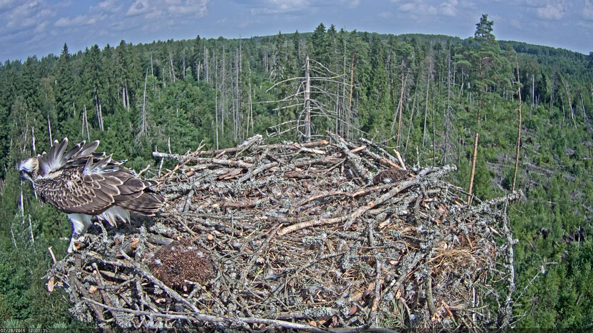 Estonian Osprey Nest ~Irma & Ivo~ 2016 Kalakotkas2-2016-07-28-12-01