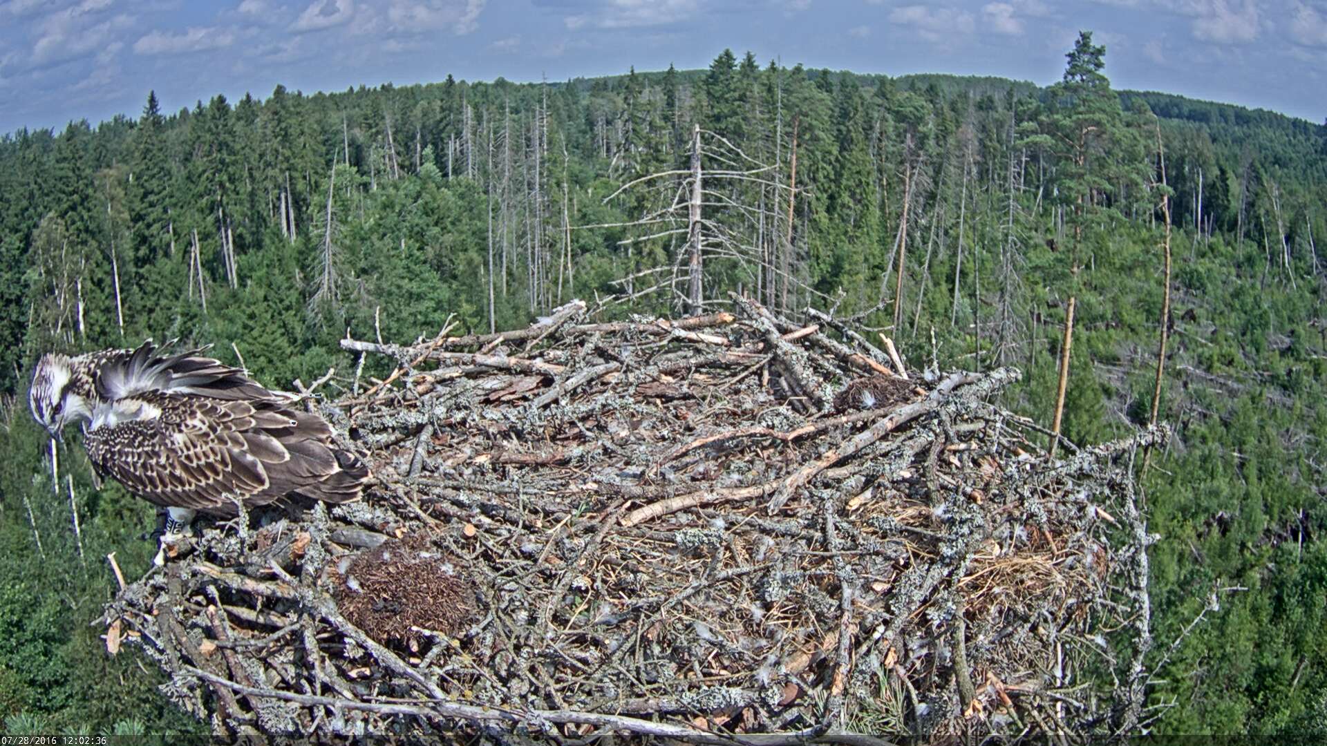 Estonian Osprey Nest ~Irma & Ivo~ 2016 Kalakotkas2-2016-07-28-12-02