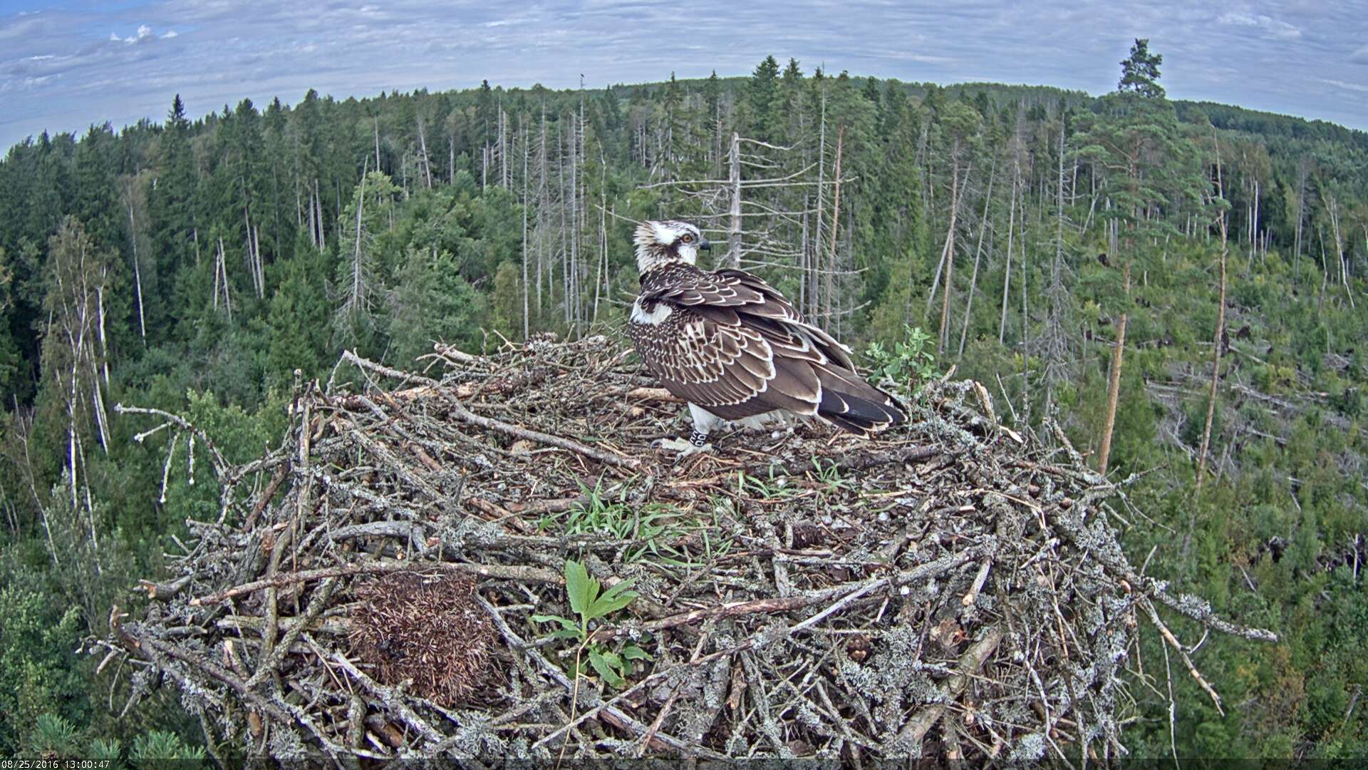 Estonian Osprey Nest ~Irma & Ivo~ 2016 Kalakotkas2-2016-08-25-13-00