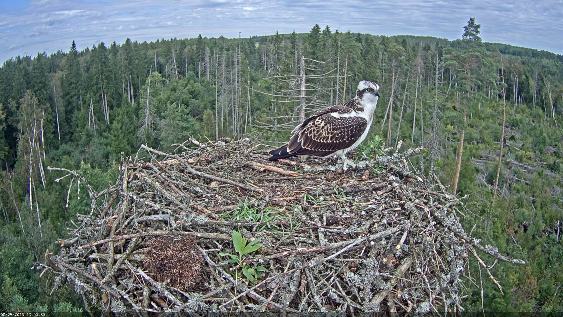 Estonian Osprey Nest ~Irma & Ivo~ 2016 Kalakotkas2-2016-08-25-13-06