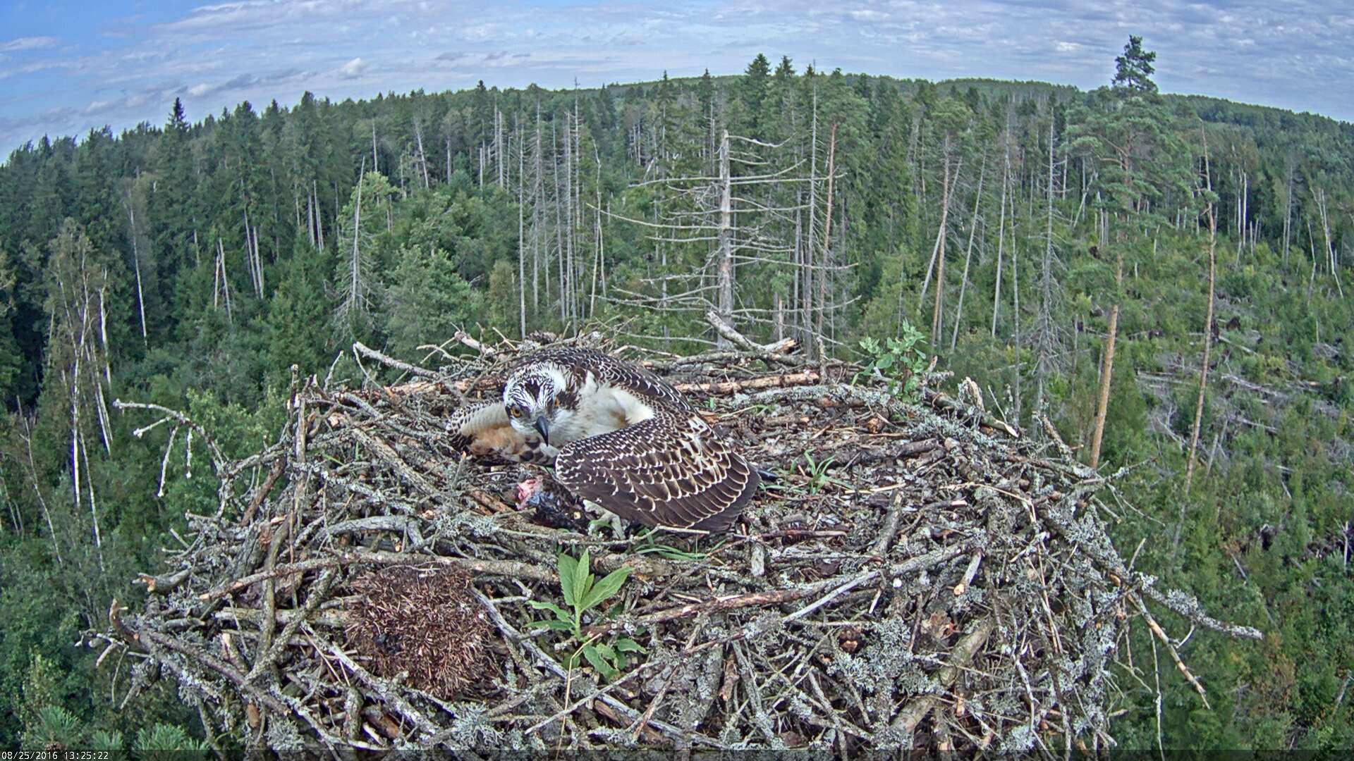 Estonian Osprey Nest ~Irma & Ivo~ 2016 Kalakotkas2-2016-08-25-13-25