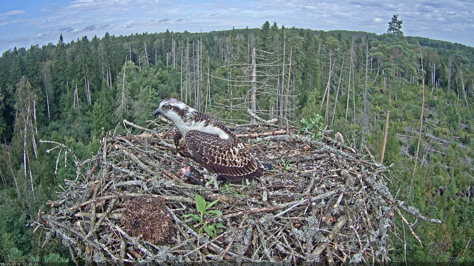 Estonian Osprey Nest ~Irma & Ivo~ 2016 Kalakotkas2-2016-08-25-13-26