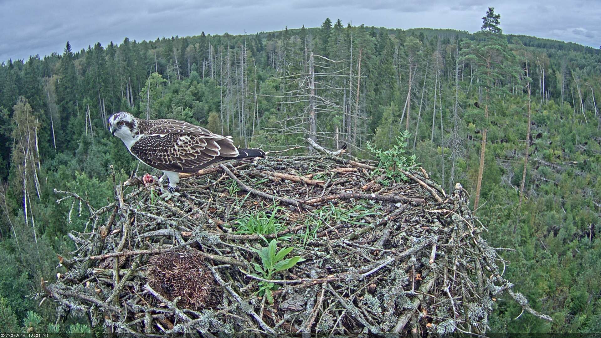 Estonian Osprey Nest ~Irma & Ivo~ 2016 - Page 2 Kalakotkas2-2016-08-30-12-01