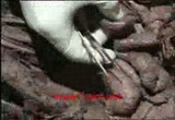 شرح عملى anatomy لل أ.د محمد محمود الفقى Bones of Pelvis &Abdomen and Pelvis  20023.imgcache