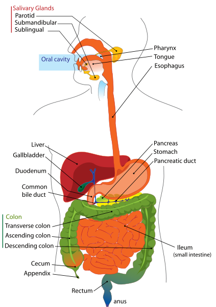 تسجيلات الباطنة دكتور أسامة_متقسمة disease \ disease 32335.imgcache