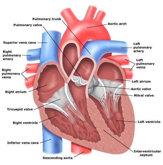 spotting anatomy c 32337.imgcache