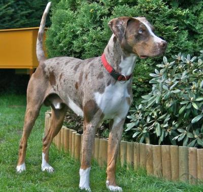 Le CATAHOULA LEOPARD DOG 1321614534_small