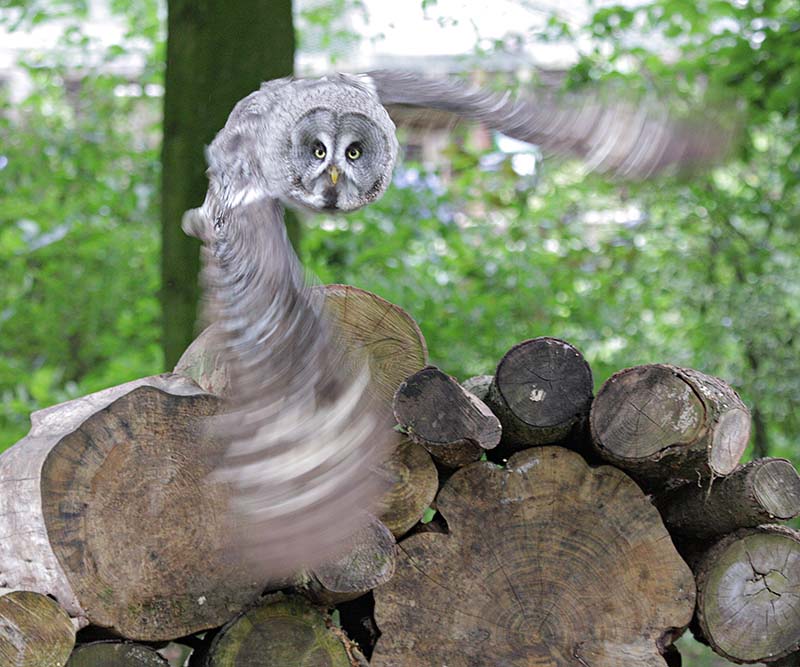 Great Grey Owl Gt_grey_owl_7733