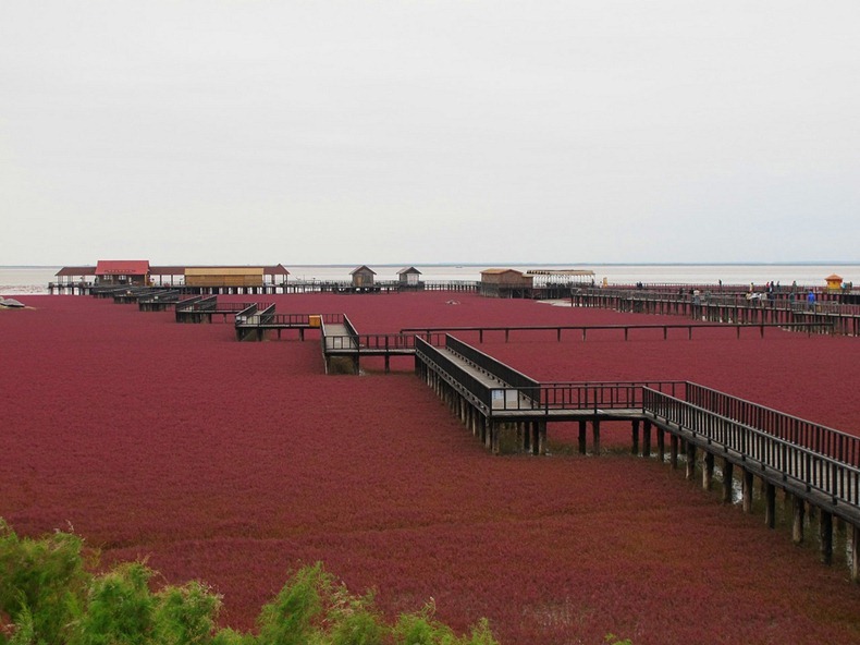 Red Beach in Panjin  Panjin-red-beach-72