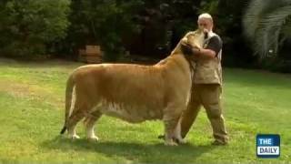 VIDEO: H διασταύρωση τίγρη με λιοντάρι είναι το μεγαλύτερο αιλουροειδές στον κόσμο! Portokalinews