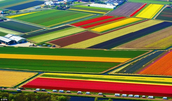 இவைகளை பார்க்கும் போது உங்களுக்கு என்ன தோணுறது Most-Spectacular-Tulip-Fields-of-the-World-600x351