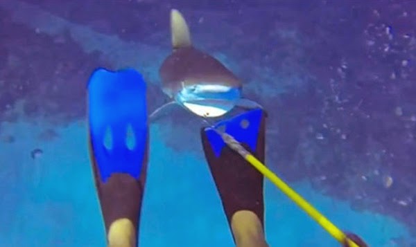 Καραϊβική: Δύτης γλιτώνει από σαγόνια καρχαρία! Shark_attack