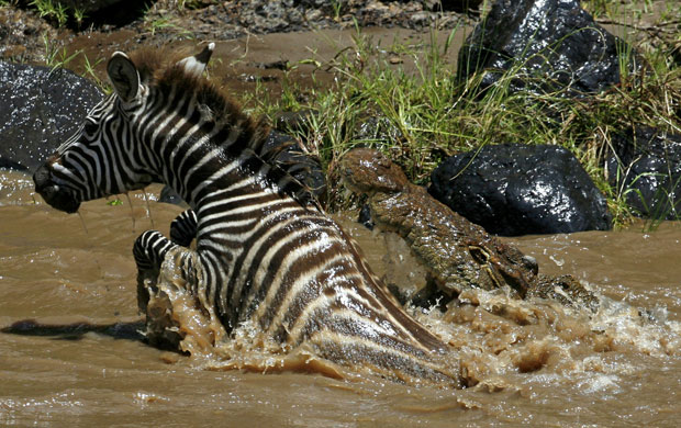 صور أكثر من رائعة من عالم الحيوان!!!! Gallery-week-in-wildlife--001