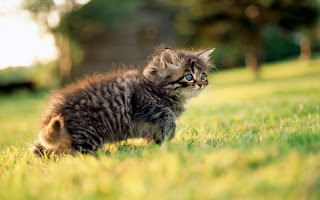 صور قطط جديده ، صور قطط صغيره ، صور قطط منوعه ، صور قطط للتصميم ، قطط ، 2011 ، 2012  Wallcate.com%20%2874%29