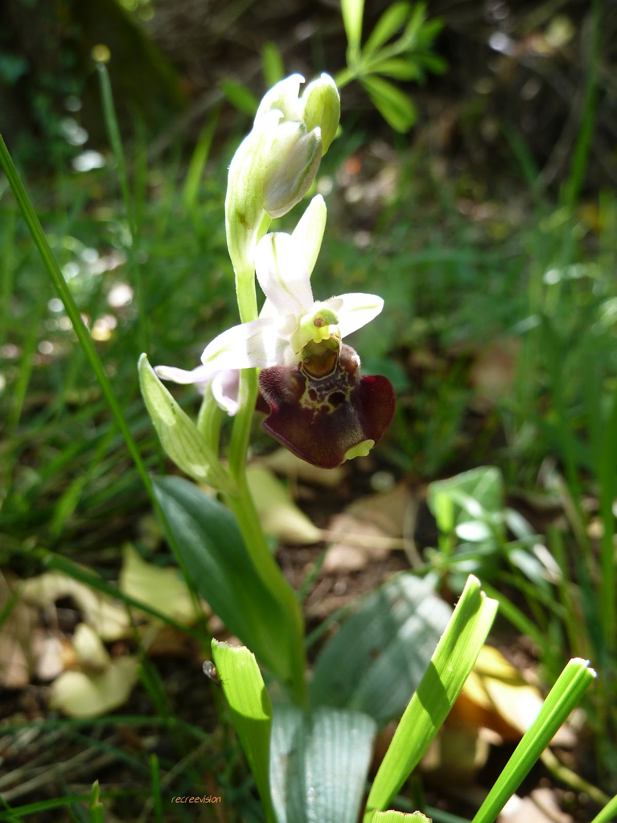 Fleur Martine du 27 avril trouvée par Blucat Ophrysabeille1