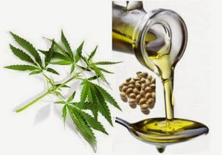 Researchers Find Hemp Seed Oil A Valuable Source of Bioactive Compounds For The Food and Cosmetic Industry Hempseedoil428-3