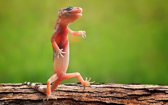 صور لأجمل اللحظات في عالم الحيوان Potd-gecko_2202551k-580x362