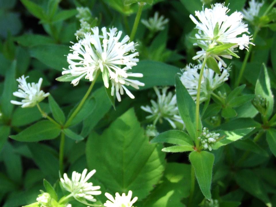 Magjia dhe misteri i biomases. Asperula