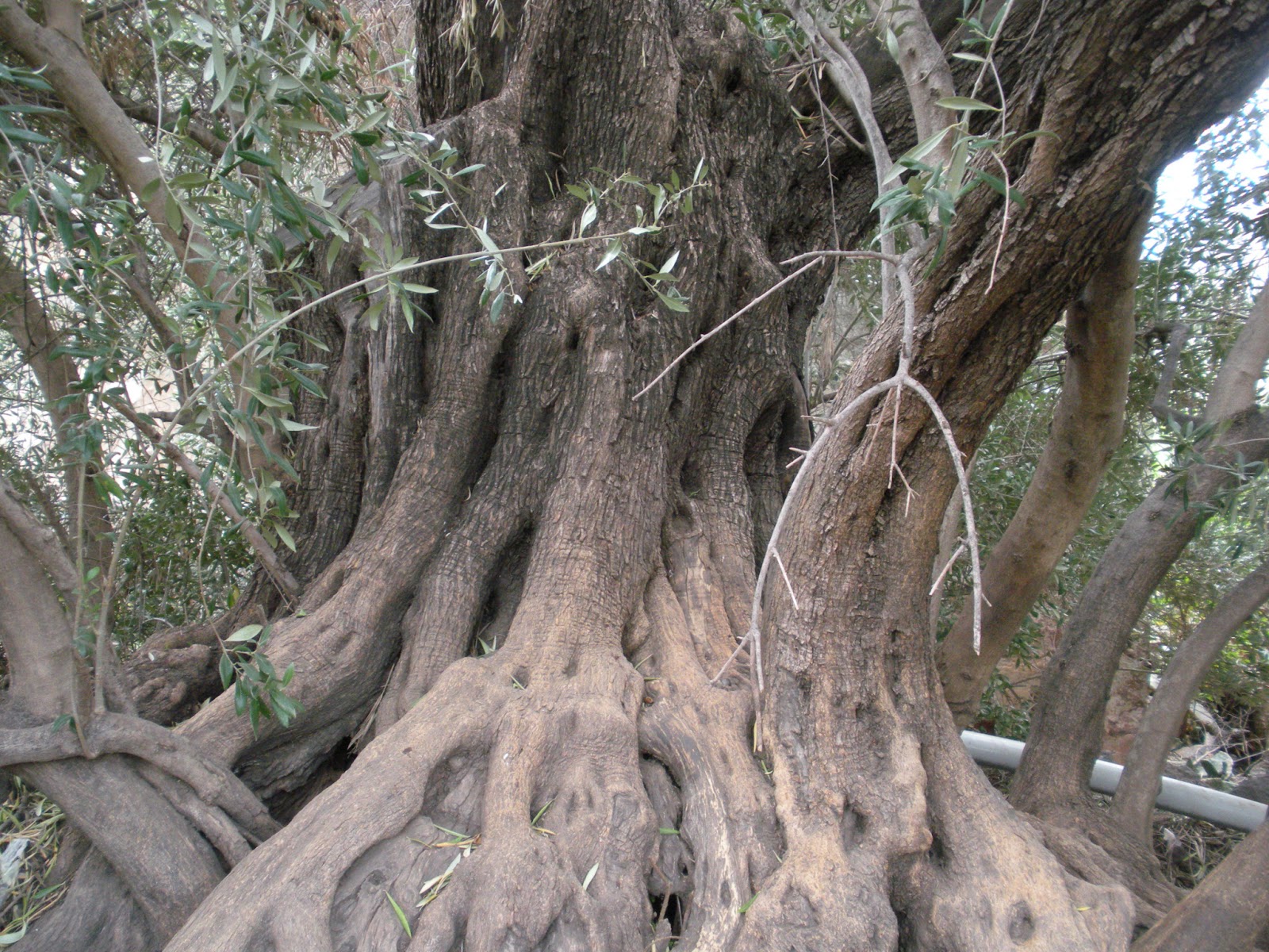 Qué le pasa a mis olivos? (Gran Canaria) DSCN5899