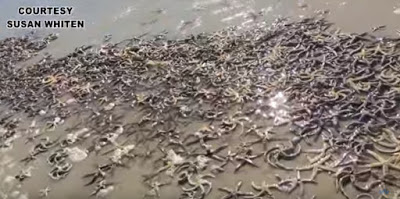 Tens of thousands of starfish wash up in the Gulf of Mexico: Experts at a loss for the carnage!  Untitled