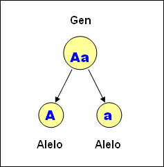 Genética, cuadro de punnet e hipótesis de transmisión del color y sus loci. Gen-alelo