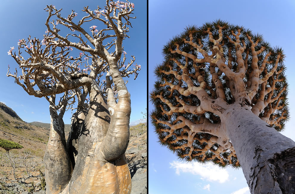 انواع الاشجار - صفحة 2 Cucumber-and-dragons-blood-trees-307-out-of-the-825-plant-species-on-Socotra-are-found-nowhere-else-on-Earth