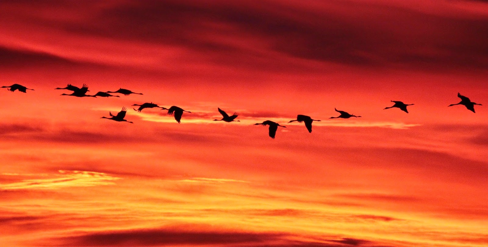 >>> Atardeceres... Puestas de SOL <<< - Página 17 Atardecer-Gallocanta