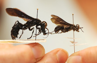   Raja Tawon Dunia Rupanya Ditemukan di Indonesia       King-of-wasp-discovered-in-indonesia