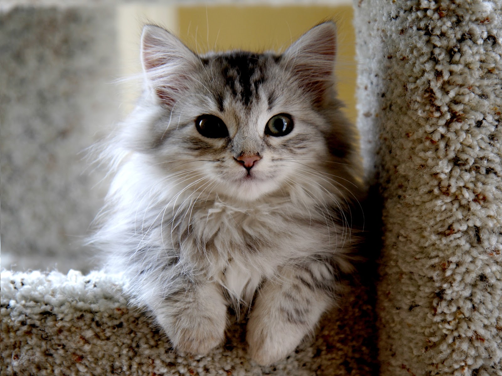 My Personal Notes Siberian-cat-pictures