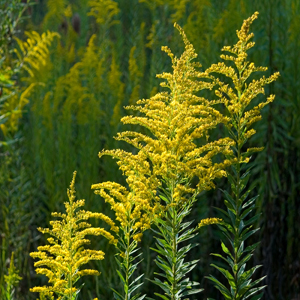 Herbs of The Clans Canadian-goldenrod