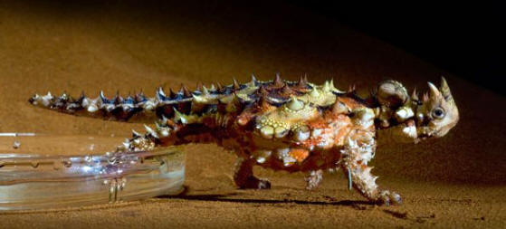 "الشيطان الشوكى"Thorny Lizard or Thorny Devil 1