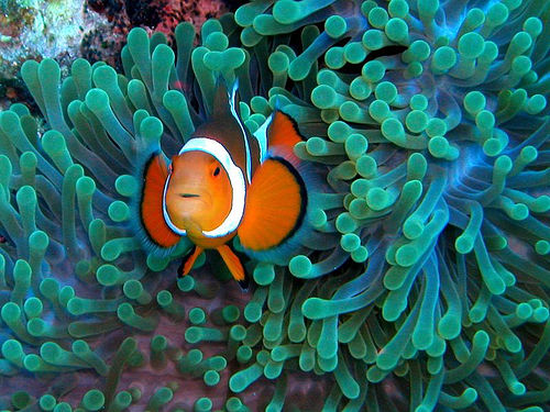 أجمل 10 أسماك ملونة في عالم البحار Clownfish2