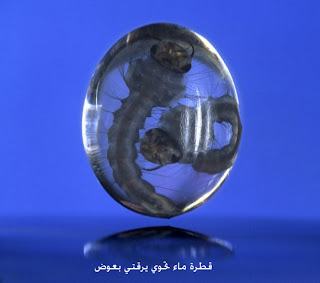 مجموعة صور : ستصيبك بالدهشة والانصعاق حين مشاهدتها ، ولن تصدق ما ستشاهده 880_John-Brackenbury_mosquito-larvae-580x513