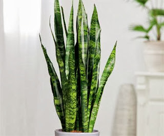  نباتات منزلية تساعد على تنقية الهواء من التلوث Snake-plant