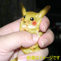 Animal disfrazado de Pikachu Pikachu