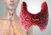 اعراض و علاج إختلال هرمونات الغده الدرقيه Webmd_rm_photo_of_thyroid_diagram