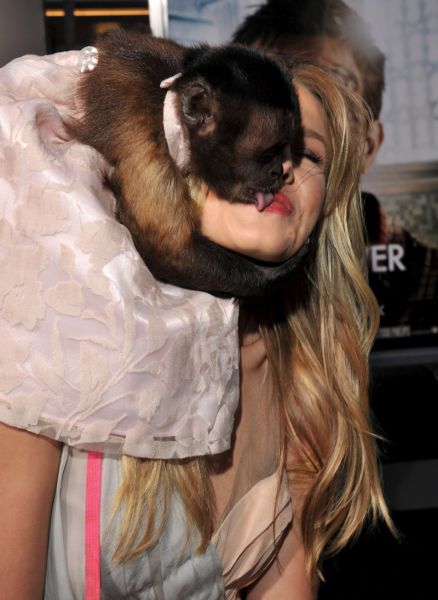 அழகிக்கு லிப் டு லிப் கிஸ் அடித்த குரங்கு Monkey-Kisses-Kristen-Bell3Monkey-Kisses-Kristen-Bell