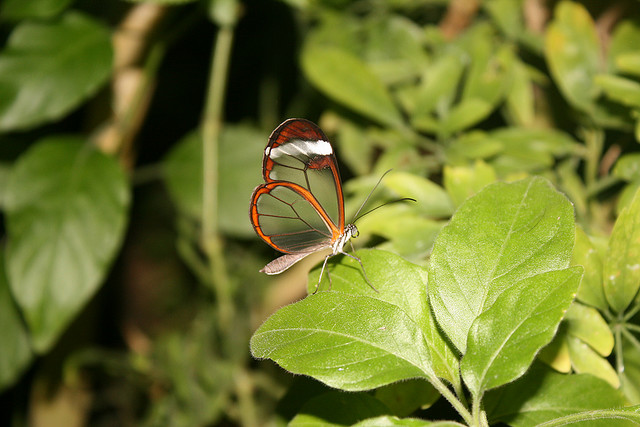 أجمل الفراشات - صفحة 6 Glasswingbutterfly8