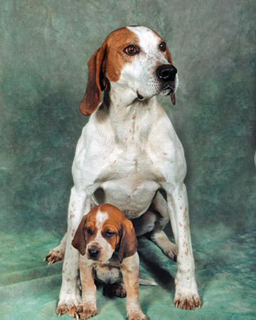 Catalogue Et Horaires De L'Animalerie " Les Copains De Niji" American-English-Coonhound-12