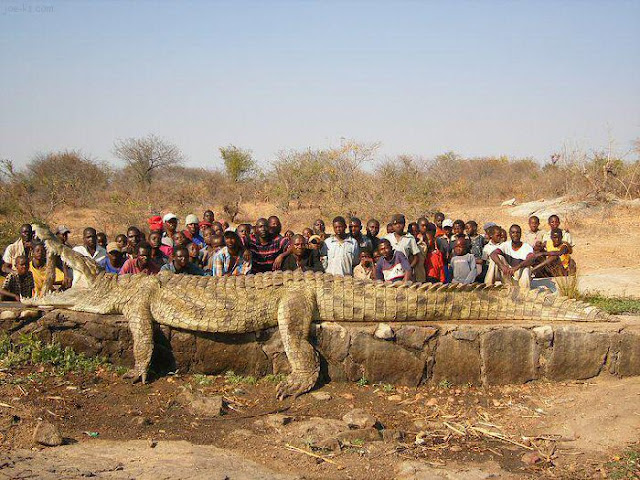 ابتكارات لن تراها إلا في أفريقيا  NigerCroc