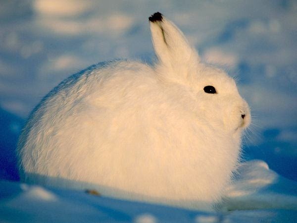 الحياة البرية فى( القطب الشمالى) Animal_adaptations_hare_winter