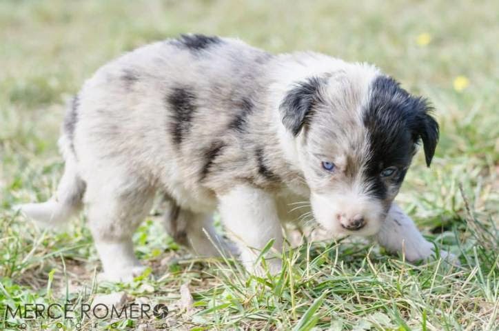 7 cachorros cruce de border collie en Girona (PE) 10371999_886301258061604_1167450310574930597_n%2B(FILEminimizer)